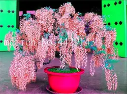 Распродажа! 10 шт./пакет растения Глициния бонсай из цветов дерево Семена цветов для дома 100% true для дома сад