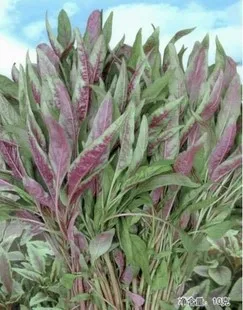 

Hot red willow amaranth bonsai vegetable bonsai 100pcs