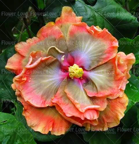 100PCS Giant Double Hibiscus Beautiful Bonsai Flower Perennial Plants Potted Flower For Home Garden Planting
