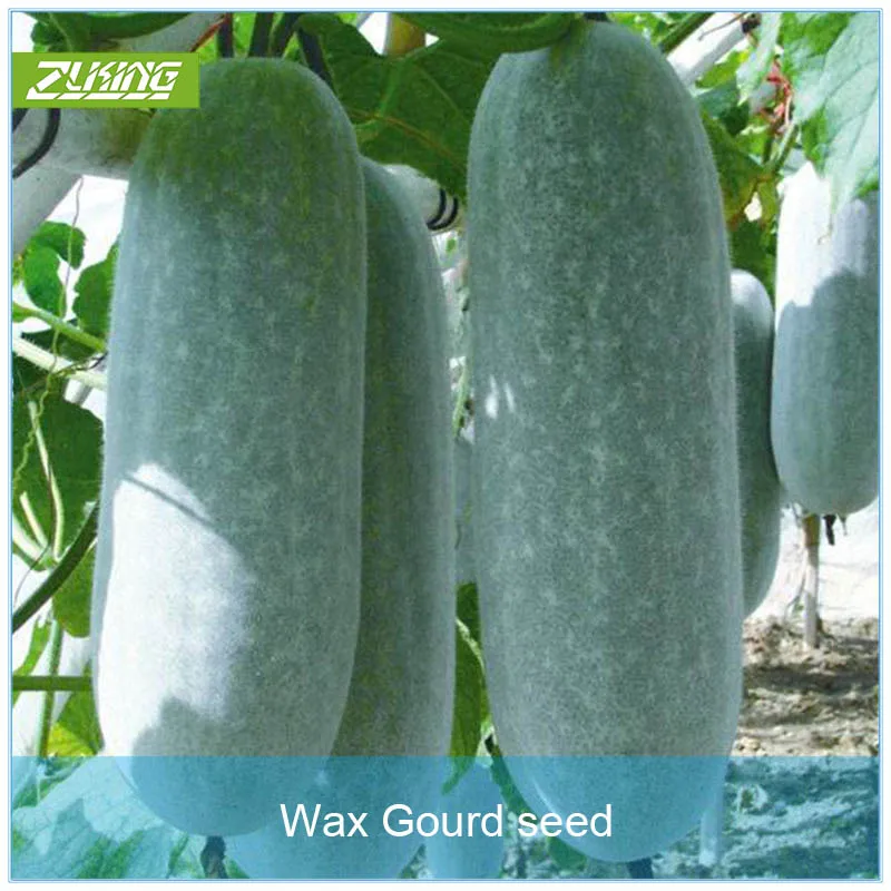 ZLKING 50 pcs hot sale rare wax gourd organic vegetable plants the