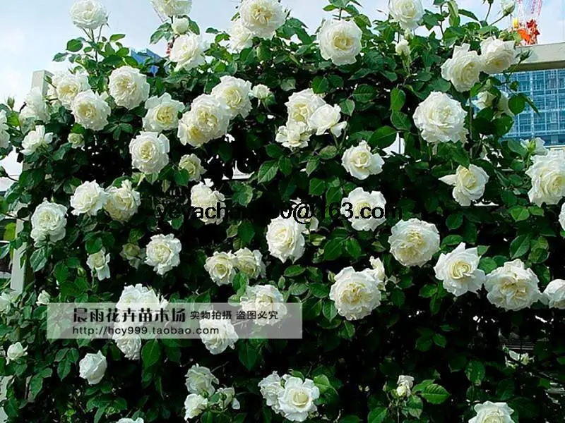 flowers seed for garden Climbing Rose 200pcs  floer GREAT PROMOTION Plants planters Bonsai