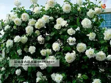 High Quality Bonsai Purple Climbing Rose Seeds For Home Garden 100seeds/bag