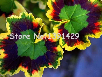 boss crazy!!! 100 pcs Rare Geranium seeds, Variegated Geranium potted winter garden flower,bonsai potted flower plant