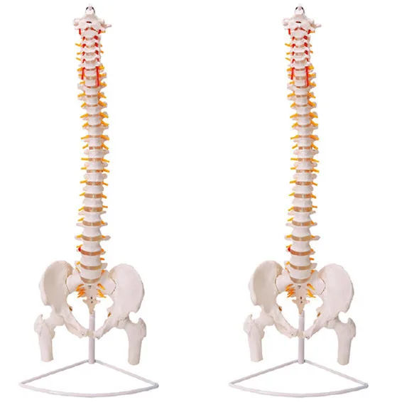 

high quality 45cm human spine model human skeleton model with Spinal disc pelvis model