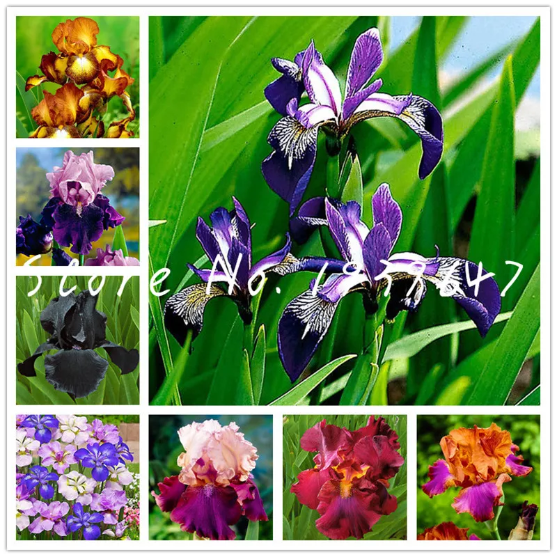 

New 2019! 100 pcs Bonsai Iris Flower Perennia Flower garden Rare Flower flores bearded iris plantas, Nature plants Orchid flower