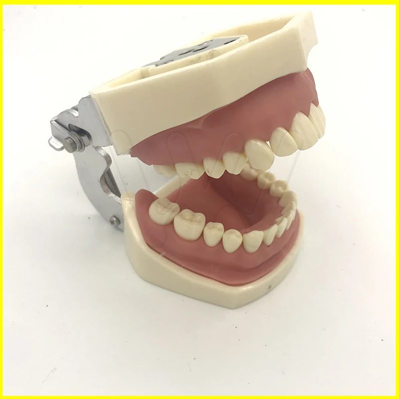 Все съемные Стоматологическая модель зубов 28 шт. зубы типа Ниссин Стоматологическая модель типодонт