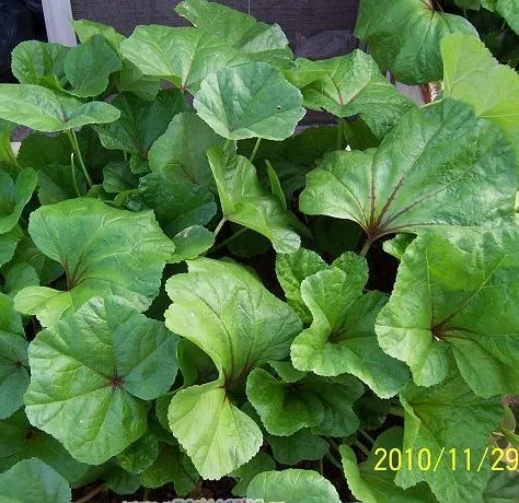 

Cold Winter Vegetable bonsai - Winter Amaranth Chestnut Levin Mallow , Sliding Dish , Hua Chang bonsai 100pcs
