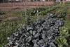 Garden Supplies