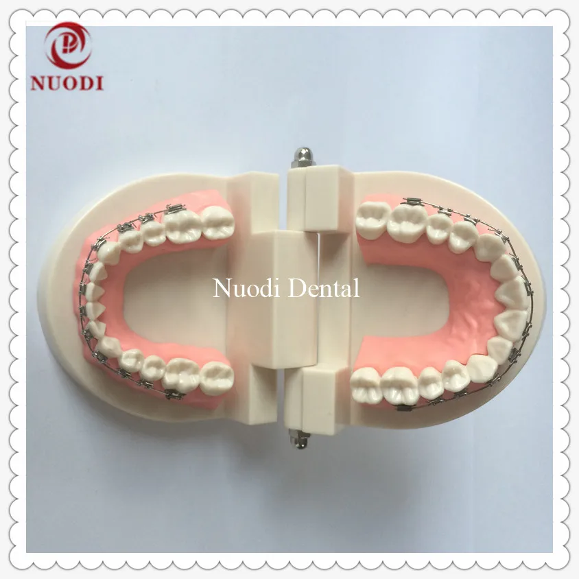 Orthodontic teeth model-5