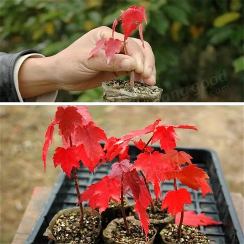 Maple Majestic