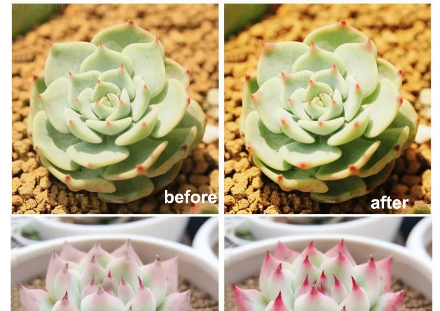 HTB1t6SiJpXXXXa3XXXXq6xXFXXXh