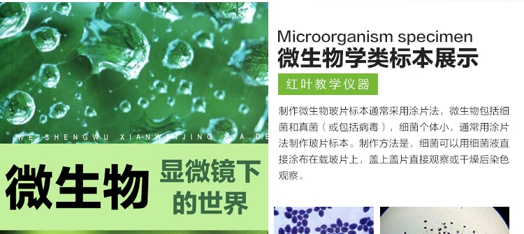 50 шт. Профессиональный медицинское исследование, подготовленное микробов, Морфология микроорганизмов ломтик предметные
