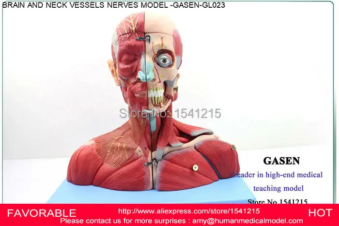 

MEDICAL TEACHING BRAIN NECK ARTERY NERVE BRAIN MODEL NEUROLOGY OTORHINOLARYNGOLOGY BRAIN ANATOMY HUMAN BRAIN MODEL-GASEN-GL023