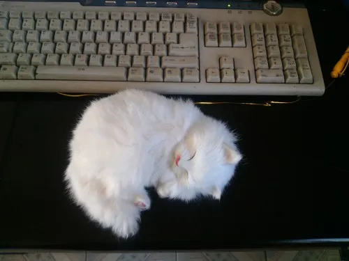 

simulation white sleeping cat 18x16cm model,polyethylene&furs toy,prop.home decoration Xmas gift w4200