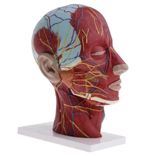 

Life size 1:1 Scale Human Head & Neck Anatomical Model Median Section Educational Anatomy Model