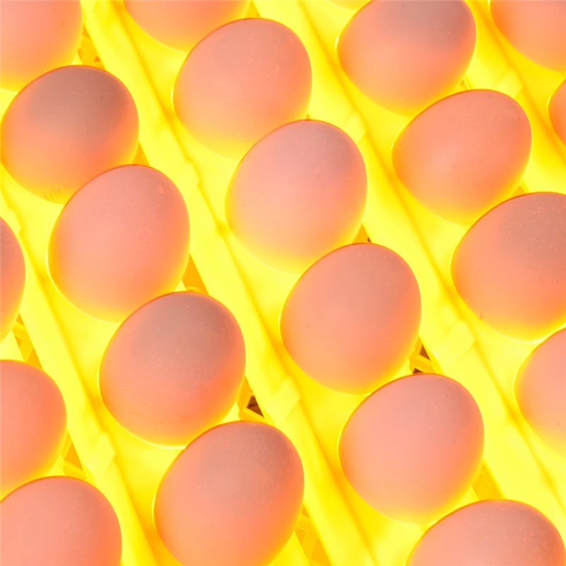 56 Egg Incubator Digital Fully Automatic Mini Egg Hatching Turning Machine