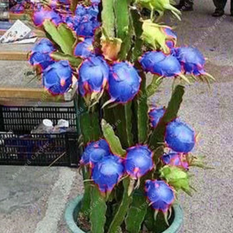 Original Blue Dragon Fruit Seeds Bonsai Perennial Elegant Easy To Grow Pitaya Original Blue Dragon Fruit Seeds Bonsai Perennial Elegant Easy To Grow Pitaya
