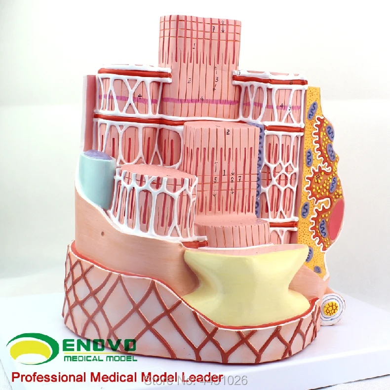 ENOVO Microanatomical модель человеческого скелета мышечные волокна модель MICROanatomymodel