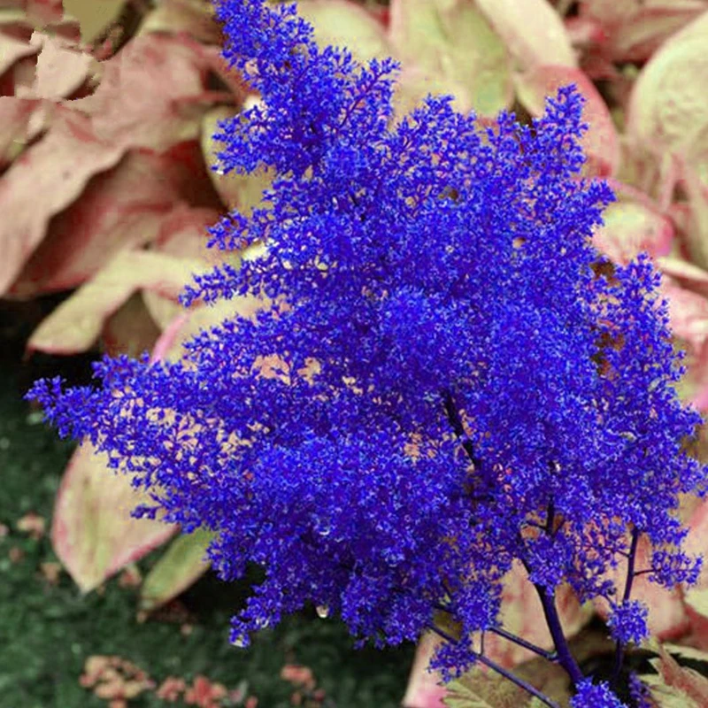 астильба блэк перлс. блэк энд блю. астильба блэк энд блю. астильба блэк перлз. астильба китайская black pearls.