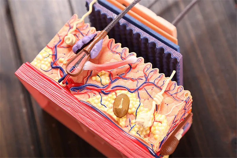 JSXuan 3D человеческая кожа и волосы человеческих органов Сборная модель человеческая анатомическая модель Детские обучающие игрушки