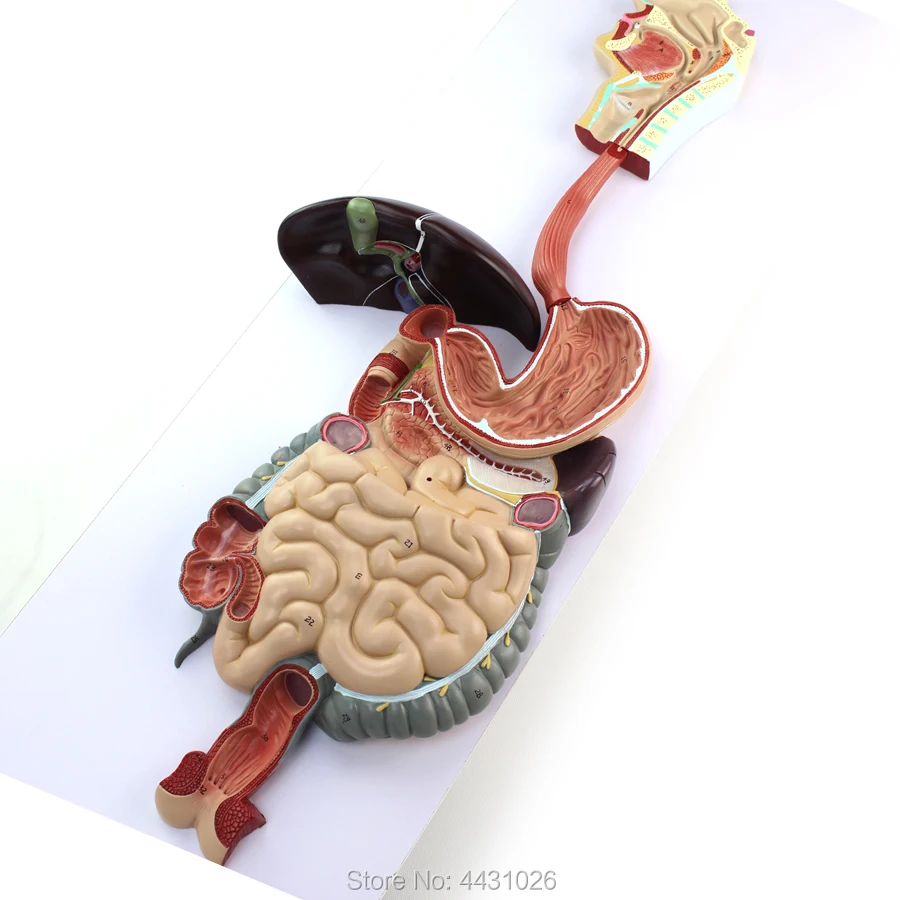 Sistema Digestivo Para Criança: O Modelo Anatômico Que Transformou Minha  Prática Como Mãe e Professora de Ciências, image size:900x900
