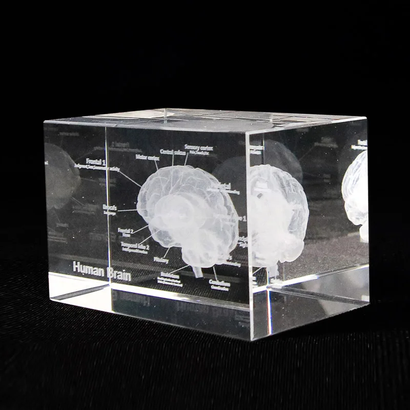 3D Human Brain Anatomical Model Paperweight Laser Etched in Crystal Glass Cube