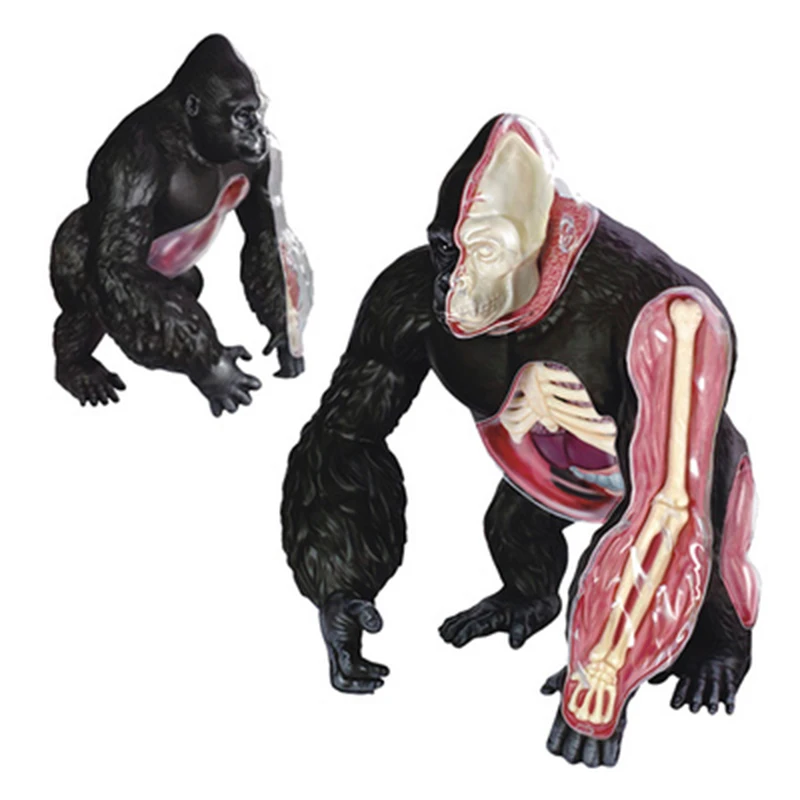 

4D Chimpanzee Model Building Kits Detachable Transparent Gorilla Assembling 29pcs Perspective Learning Toys for Kids