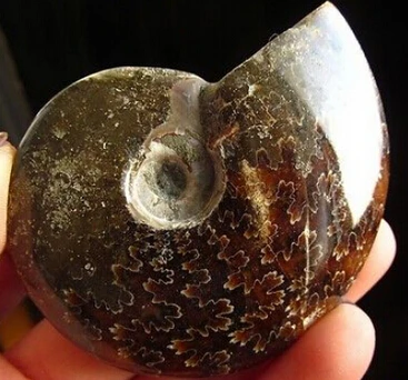 

free shipping Iridescent fossil ammonite polished Madagascar