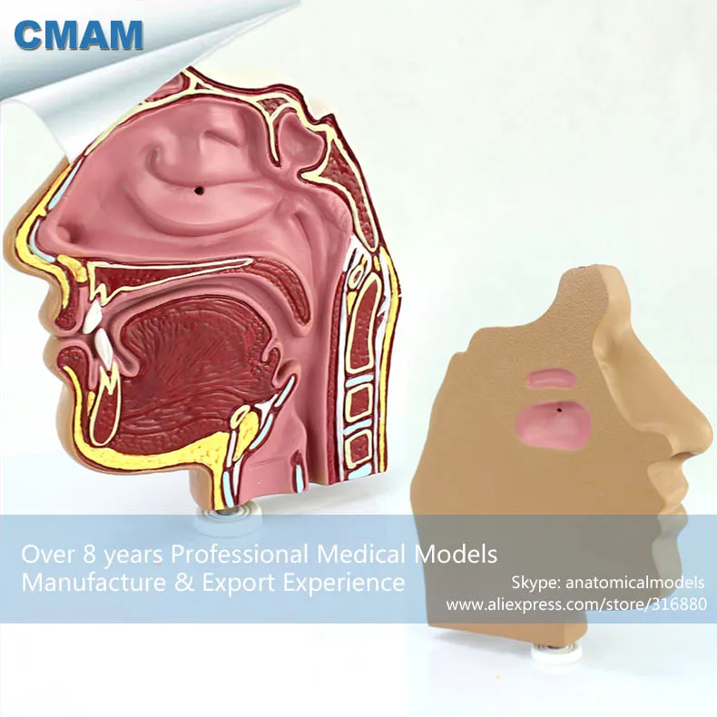 12509 CMAM-THROAT04-1 Anatomy Nose Nasal Cavity Anatomical Model 12509 CMAM-THROAT04-1 Anatomy Nose Nasal Cavity Anatomical Model