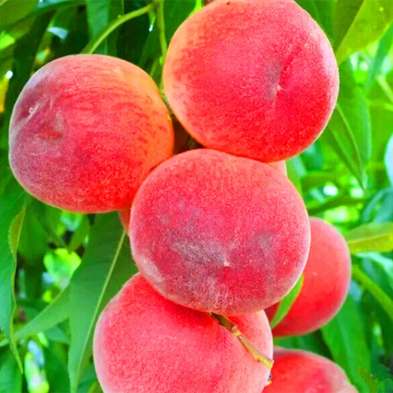 Sweet Peach seeds 10 Pcs. Best Seeds Online Free Shipping Worldwide