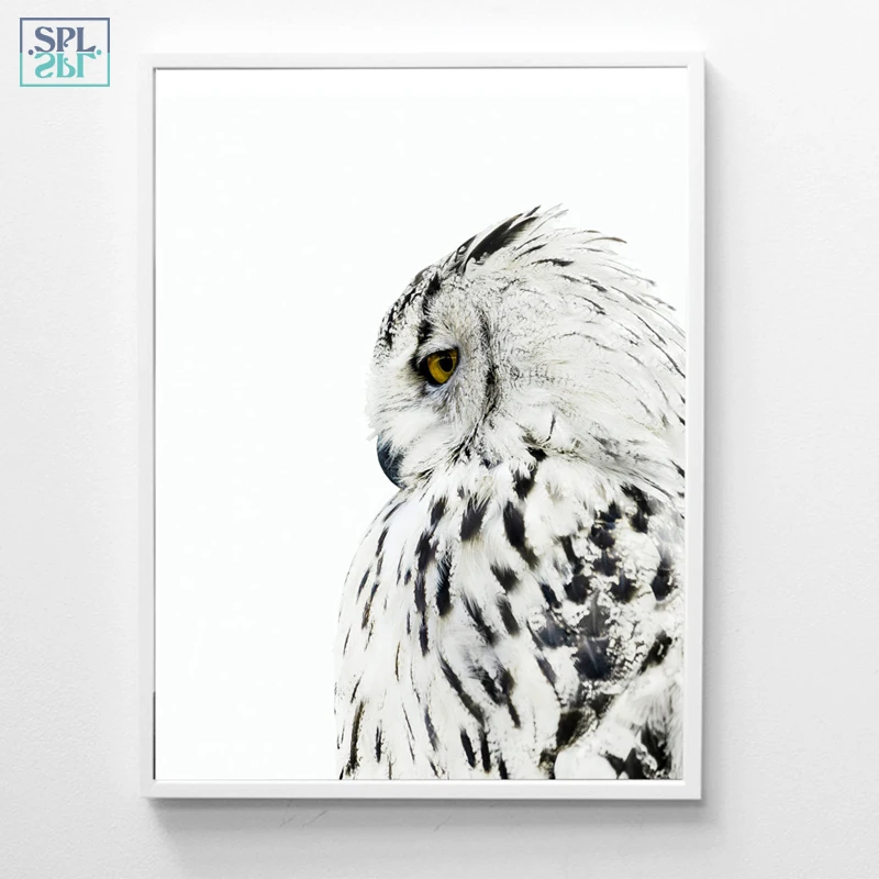 owl (3)