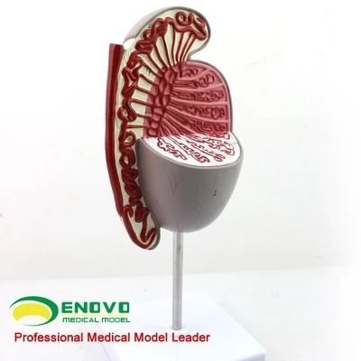 

3.5:1 Testicular model testicular structure reproductive urology male health modelfree shopping