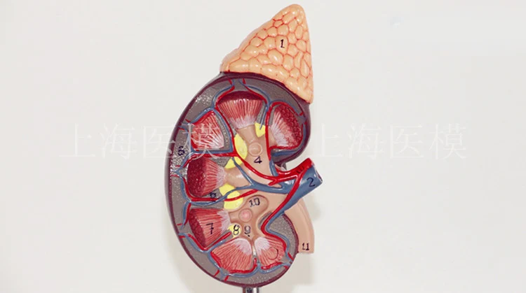Модель почек с надпочечной железой, естественная большая структура мочевой системы почек