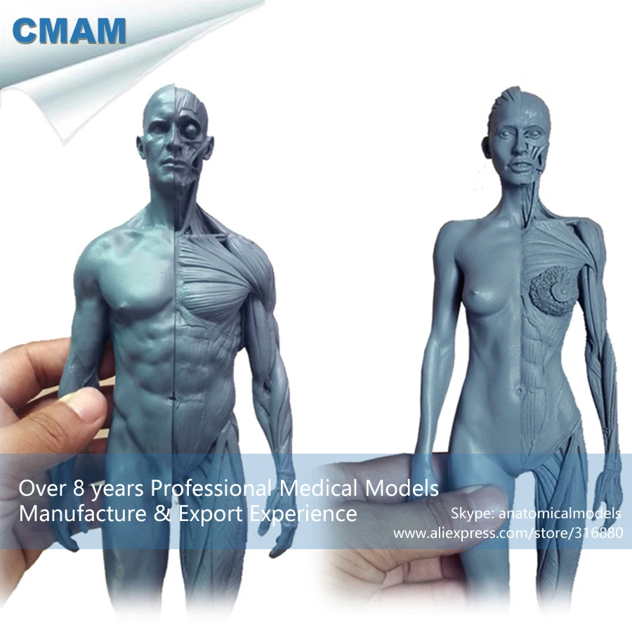 

CMAM-PRC23 PU Material 1:6 Gray Human Body Anatomy Teaching Model Male + Female 30cm Flesh & Superficial Muscle Sculpture