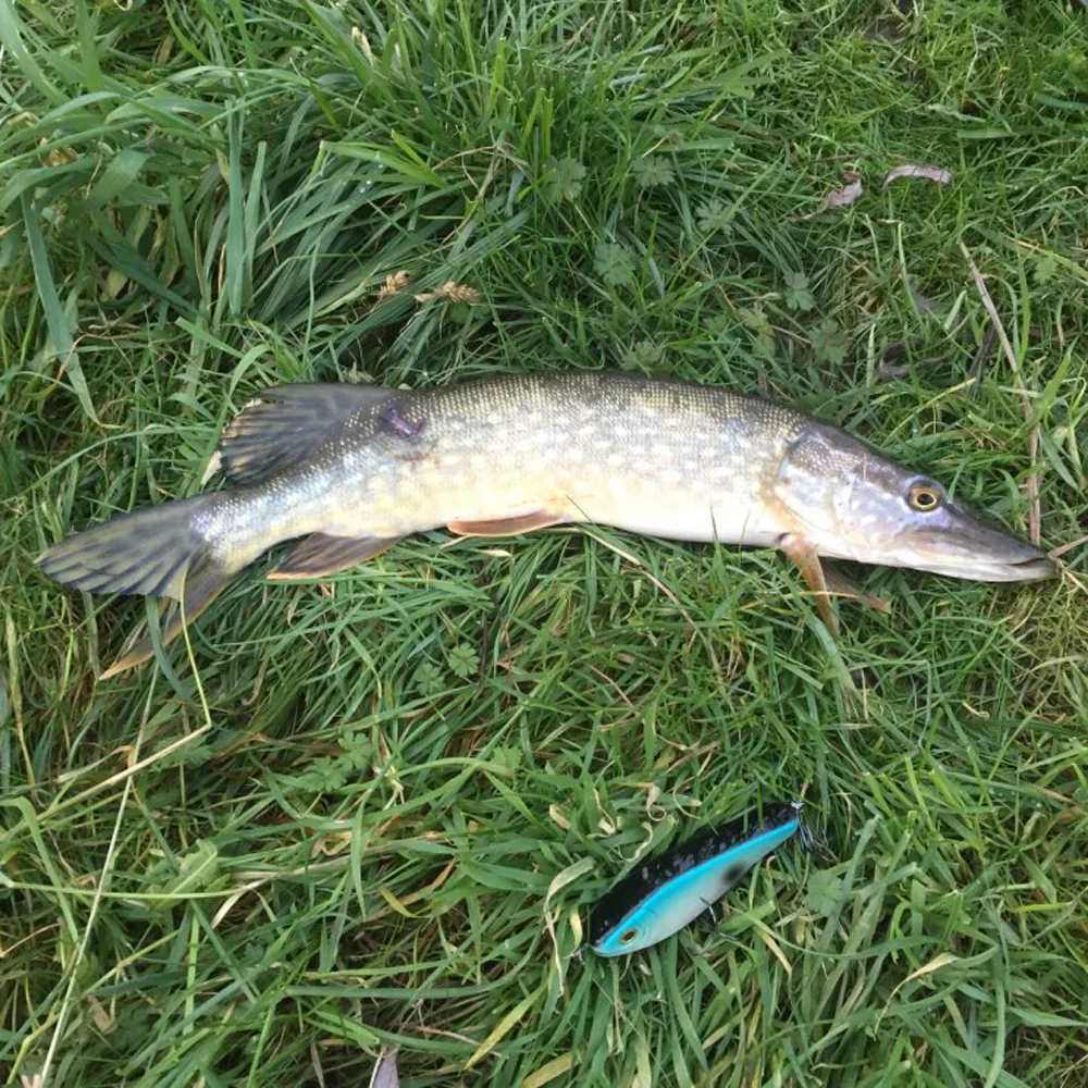 MIZUGIWA بايك الصيد إغراء Jerkbait المسك المغفل الهزة كبيرة VIB الطعوم هوكس Mustad بطيئة غرق باس كبير 120 مللي متر 50g Pesca Leurre MIZUGIWA بايك الصيد إغراء Jerkbait المسك المغفل الهزة كبيرة VIB الطعوم هوكس Mustad بطيئة غرق باس كبير 120 مللي متر 50g Pesca Leurre
