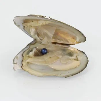 

20pcs Of Mix 28 Colors Single Individual Wrapped Vacuum Package7-8MM Saltwater Round Akoya Pearl Oyster Royal Blue AR026