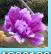 1 шт. Пион Искусственные цветы 50-60 см реквизит для танцев искусственный цветок реквизит для танцев ручной цветок Детский реквизит - Цвет: purple