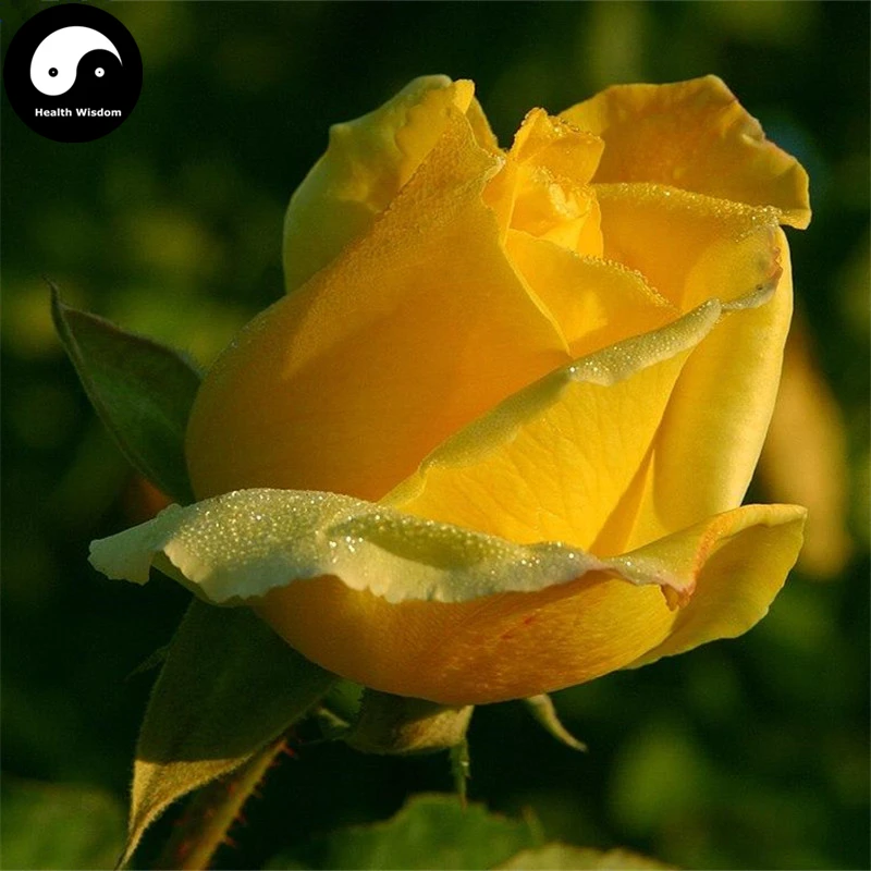 Купить китайские розовое дерево Semente 400 шт. завод желтый цветок Роза Rugosa