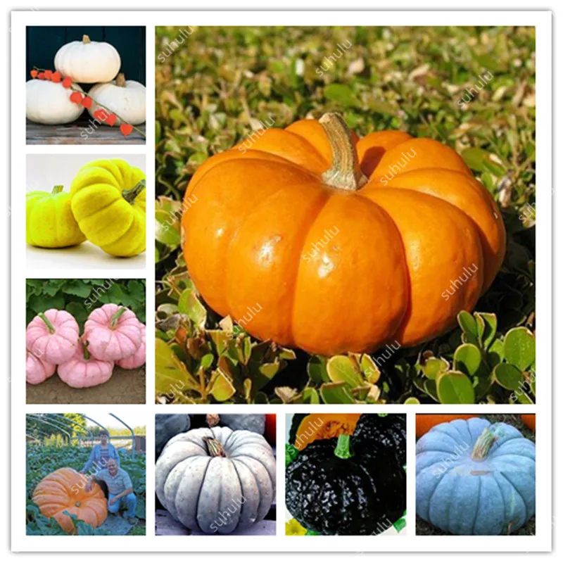 

20 Pcs Pumpkin Bonsai, Organic Heirloom Squash Winter Butternut Bonsai,Rare Vegetables Bonsai For Home Garden Nutrient Rich Food
