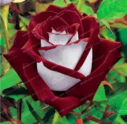 100 шт Редкие Роза бонсай Черная роза цветок с красным краем Редкие розы цветы бонсай для сада посадка бонсай садовое растение для дома