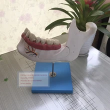 ISO нижней губки из 18-летний, анатомические модели зубов взрослого, взрослые зубцов модель