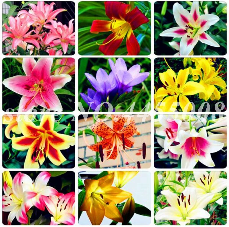 

500 Pcs Specials Mixed Heart Lily Plant Potted Bonsai Planta Exotic Indoor Lilum Flower for Home Garden Planting Easy to Grow