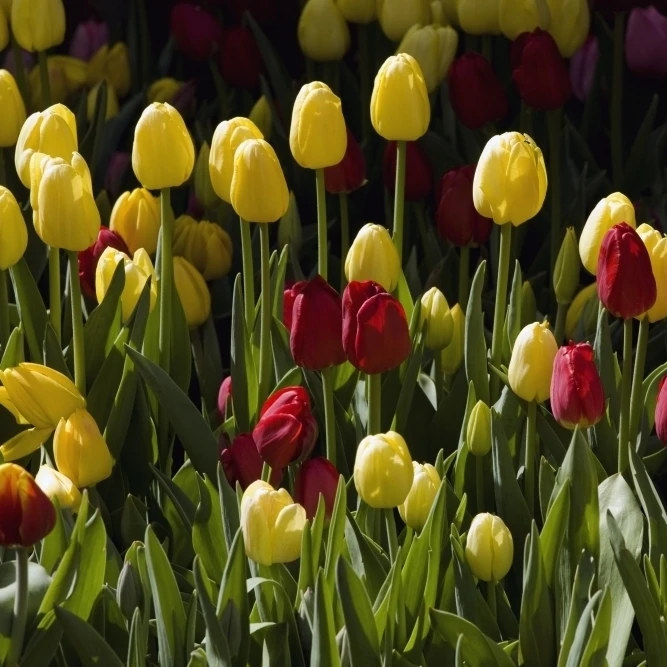 Tulips Poster Print (18 x 12)