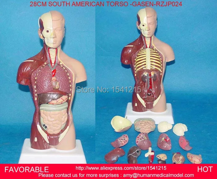 

HUMAN TORSO MODEL,FAMALE/MALE TORSO WITH INTERNAL ORGANS,ANATOMICAL MODEL,HUMAN ANATOMY MEDICAL TRAINING MODEL-GASEN-RZJP024