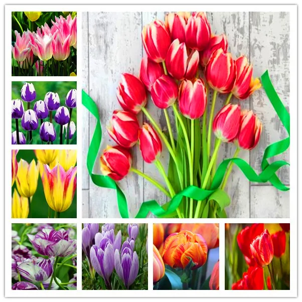 

100 Pcs Bonsai Tulip (Not Tulip Bulbs)24 Varieties Rainbow Tulip High-Grade Flower Potted Plant Most Beautiful * Colorful Bonsai