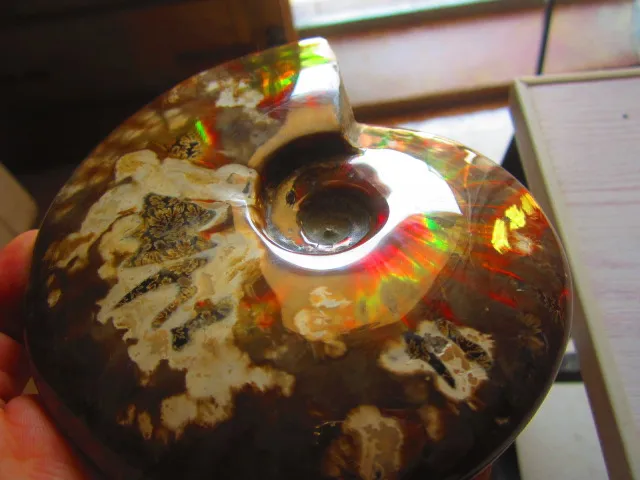 Special Price 685g(1.50 lb) Iridescent Ammonite Ammolite Specimen Fossil Madagascar BFB446