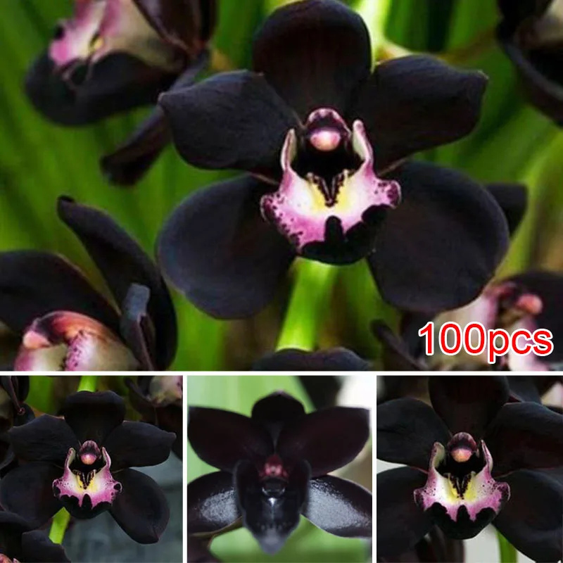 

Hot Sell 100pcs Seedsplants Rare Black Cymbidium Faberi Orchid Flower Seeding Garden Bonsai Decor Blooming Plants seedsplants