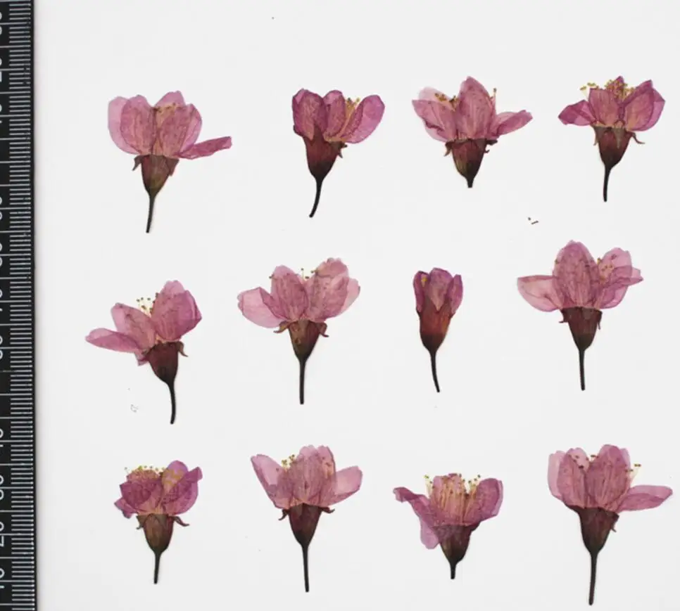 120 шт прессованный высушенный цветок вишни сакуры растения гербарий для изготовления ювелирных изделий из смолы рамка для открытки чехол для телефона ремесло сделай сам