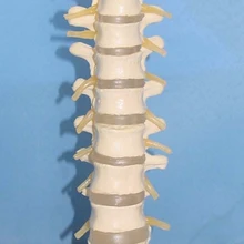 Человека позвонков позвоночника, нервные окончания, грудных и шейных позвонков медицинская модель скелета Наука Обучающие ресурсы