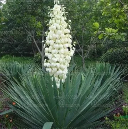 

100Pcs Seychelles Yucca gloriosa bonsai rare flower bonsai plants perennial potted plant home garden Ornamental plantas